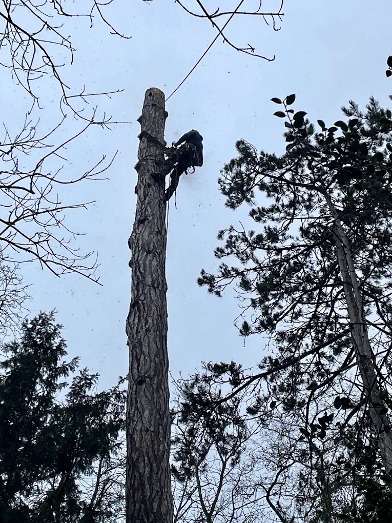Grimpe et démontage d'arbre