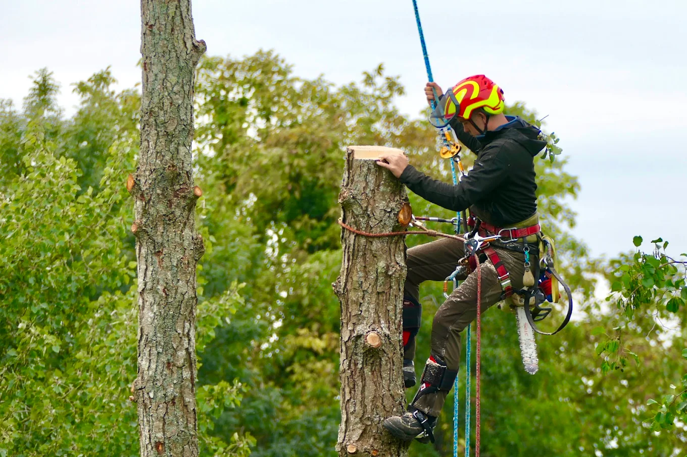 Arboriste grimpeur et élagueur en démontage d'un arbre à la corde