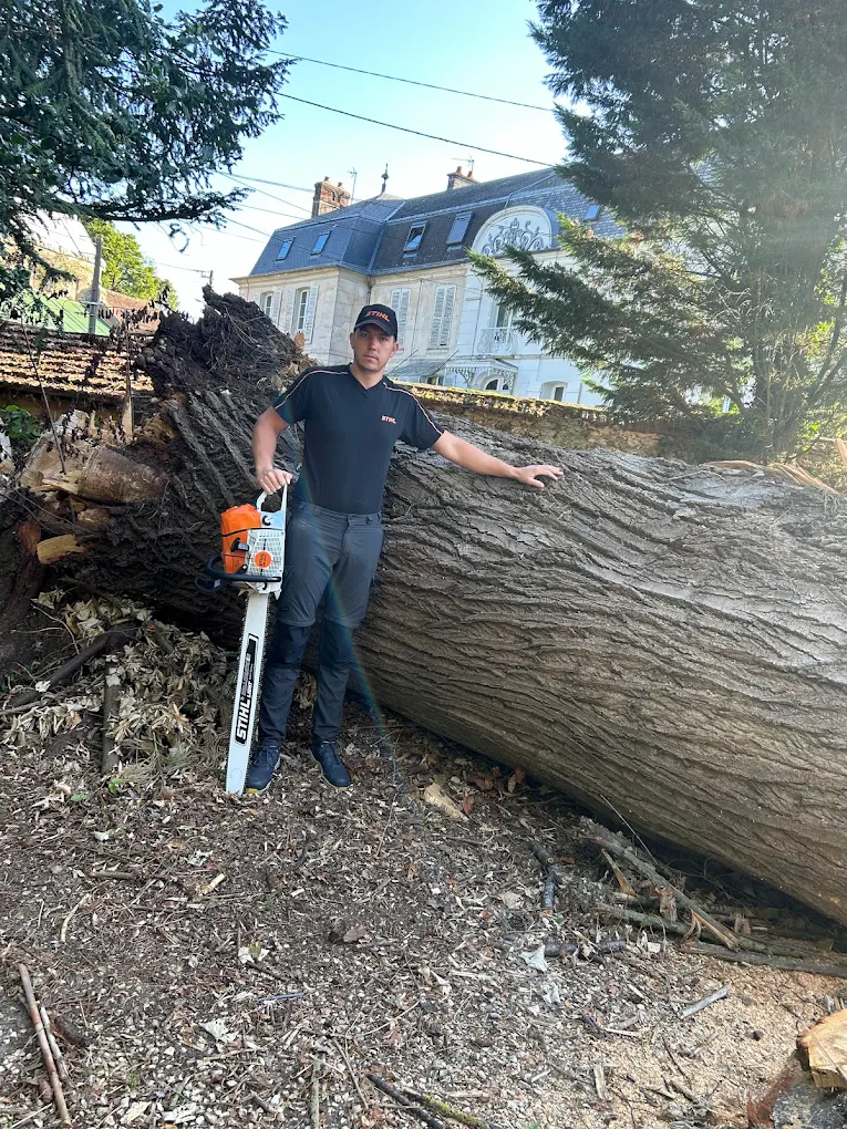 Arboriste devant un chêne abattu